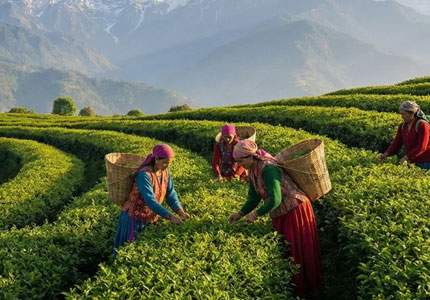 Dharamshala & McLeodGanj Tour From Chandigarh