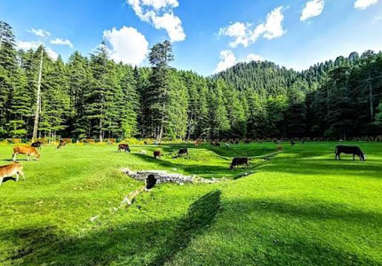 Amritsar, Dalhousie & Khajjiar Escape
