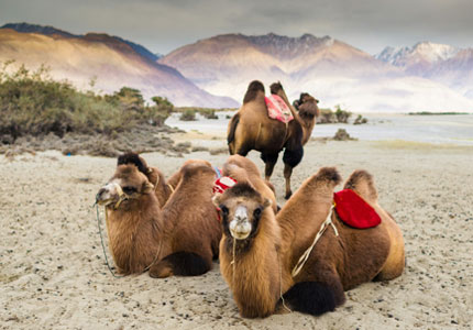 Chandigarh to Leh Ladakh: 10-Day Epic Mountain Road Trip