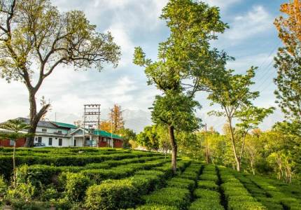Dharamshala Palampur Tour with Amritsar