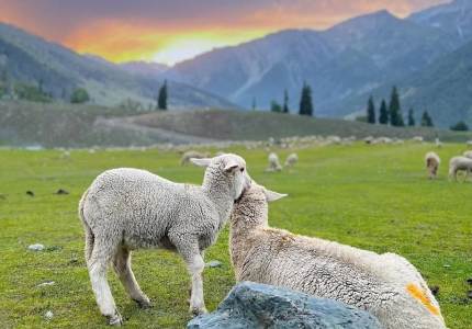 Chandigarh to Srinagar Grand Tour